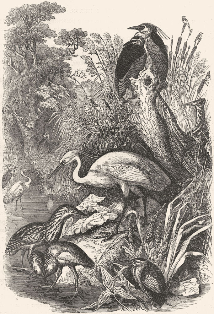 BIRDS. Stilt-Walker. Heron c1870 old antique vintage print picture